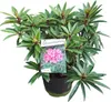 Rhododendron nain 'Graziella' - Résistant au froid & Voir les images du produit 1