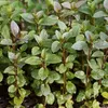 6 x Menta piperita  - Mentha piperita 'Nigra'  | Vaso 9 cm Anteprima dell’immagine prodotto 1
