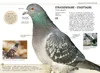 Gartenvögel lebensgroß Produktbild-Vorschau 5