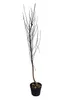 Nectarine naine, tige de 130 à 180 cm – Prunus persica Voir les images du produit 4