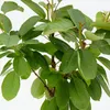A close-up view of a plant with green leaves and brown stems against a white background. Náhľad obrázku produktu