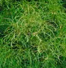 Rhamnus frangula 'Asplenifolia', Faulbaum, schmalblättrig, Produktbild-Vorschau 3