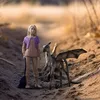 schleich 42636, 6 lat(a), Harry Potter™, Wielobarwny, Podgląd zdjęcia produktu 11