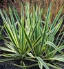 Palmlilie ´BRIGHT EDGE´ 30-40 cm, Cont. 2,5 l Produktbild-Vorschau 1