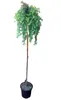 Larix decidua 'Stiff Weeper' Hängelärche Stämmchen 160–170 Produktbild-Vorschau 1