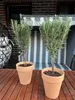 Rosmarin Mini-Stamm - Rosmarinus officinalis Stämmchen - Produktbild-Vorschau 3
