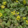 Plants by Frank | 48 Plantes de fleur des elfes Voir les images du produit 2