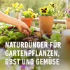 COMPO  Universal Langzeit-Dünger mit Schafwolle 2 kg Produktbild-Vorschau 10