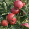 Gala Herbstapfel Spindelbaum Apfelbaum kleinbleibend Produktbild-Vorschau 1