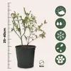 A small potted plant with informational icons and a ruler. Produktbild-Vorschau