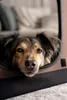TrendPet Box pieghevole per cani TPX-Pro 90 marrone Anteprima dell’immagine prodotto 4