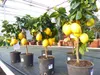 beste Sorte: Bonsai Meyer Meyerii Zitrone echter Produktbild-Vorschau 6