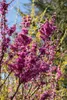 Cercis chinensis 'Avondale', Judasbaum, purpurrosa, 40–60 Produktbild-Vorschau 8