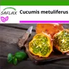 SAFLAX - Marynata Kiwano Horn - 10 Nasiona - Z podłożem Podgląd zdjęcia produktu 4