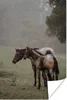 MuchoWow® Poster Pferde - Natur - Nebel 20x30 cm - Produktbild-Vorschau 1