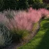 Stauden Gänge 1 x Muhlenbergia capillaris im 1 Liter Topf - Produktbild-Vorschau 9
