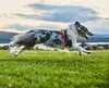 Non-stop dogwear Hundegeschirr Line Harness 5.0 lila Produktbild-Vorschau 9