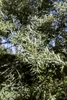 Hippophae rhamnoides, Sanddorn, 60–100 cm Produktbild-Vorschau 6