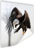 MuchoWow® Poster Weißgesicht-Seeadler - Adler - Raubvogel - Produktbild-Vorschau 1