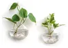 Omgoods - Set van 2 Glazen Wandplanten met Hydroponische Productafbeelding-voorbeeld 1