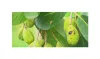 10x Terminalia chebula Schwarze Myrobalane Garten Pflanzen Produktbild-Vorschau 7