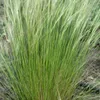 Bloomique - 3er Set - Stipa Tenuissima Pferdeschwänze - Produktbild-Vorschau 4