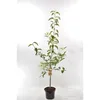 Apfelbaum 'Roter Boskoop', altezza 100-120 cm – Malus Anteprima dell’immagine prodotto 2