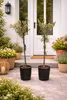 2x Olivenbaum 80–100 cm Olea europaea – Echter Olivenbaum, Produktbild-Vorschau 1