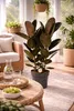 Gumovník Ficus elastica Abidjan cca 100 cm, 3 rastliny v Náhľad obrázku produktu 5