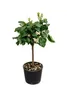 Drzewko pomarańczowe Arcobal 70–100 cm – Citrus sinensis Podgląd zdjęcia produktu 4
