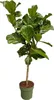 Trendyplants - Ficus Lyrata am Stiel - Tabakpflanze - Produktbild-Vorschau 1
