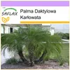 SAFLAX - Palma Daktylowa Karłowata - 25 Nasiona - Phoenix Podgląd zdjęcia produktu 10
