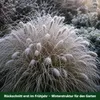 Stauden Gänge 1 x Pennisetum alopecuroides im 1 Liter Topf Produktbild-Vorschau 6