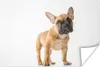 MuchoWow® Poster Französische Bulldogge - Braun - Weiß Produktbild-Vorschau 1