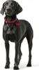 Hunter Halsband Aalborg rot, Größe: 52 cm / Breite: 2,0 cm Produktbild-Vorschau 8