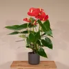 Anthurium Red - Ø17cm - ↕55cm - Ø12cm - ↕40cm Produktbild-Vorschau 6