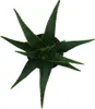 Aloe MEDIVERA Equator - Nová odroda Aloe vera - 14 cm Náhľad obrázku produktu 3