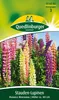 Quedlinburger Saatgut - Stauden-Lupine Russels Mischung - Produktbild-Vorschau 1