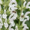 Bloomique - Zestaw 6 sztuk - Salvia Sensation White - Podgląd zdjęcia produktu 3