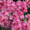 Kalmia lat. 'Little Linda' - Berglaurier | 25-30 cm in pot Productafbeelding-voorbeeld 2