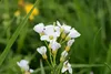SAFLAX - Wiesenschaumkraut - Cardamine pratensis - 100 Produktbild-Vorschau 4