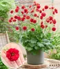 BALDUR Garten 3x Geum 'Firestarter®', Pflanzen im 9x9 Produktbild-Vorschau 1