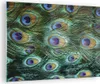 Bilder auf glas - Einteilig - Pfauen Feder Makro - 70x50cm Produktbild-Vorschau 1