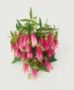 Campanula punctata 'Elizabeth', Glockenblume, rosa, ca. Produktbild-Vorschau 2