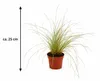 Carex brunnea 'Jenneke', circa 25 cm – Segale giapponese – Anteprima dell’immagine prodotto 5