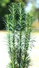 Tis sloupovitý Taxus fastigiata - Robusta - 30 - 40 cm Náhled obrázku produktu 3