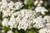 Spiraea nipponica 'Snowmound', Japanische Spiere, weiß, Produktbild-Vorschau 1