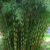 Bambou de haie - Fargesia robusta | 60- 80 cm en conteneur Voir les images du produit 2