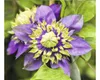 Plamének FloraSelf Clematis florida 'Taiga' PBR výška 50-70 Náhled obrázku produktu 1