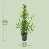 Meergroothandel Ficus Microcarpa Moclame - 95 cm, Ø 21 cm Produktbild-Vorschau 3